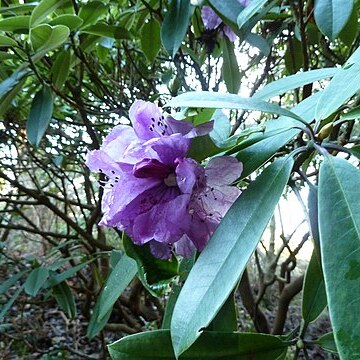 Rhododendron ririei unspecified picture