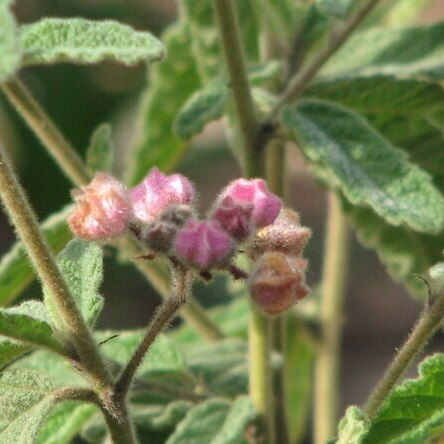 Commersonia magniflora unspecified picture