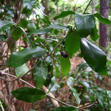 Jasminum simplicifolium unspecified picture