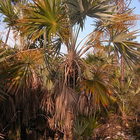 Leucothrinax morrisii unspecified picture