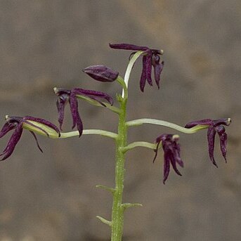 Liparis cordiformis unspecified picture