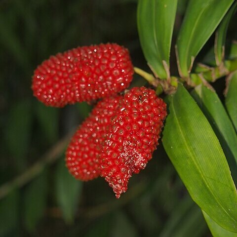 Freycinetia excelsa unspecified picture