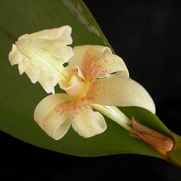 Dendrobium plicatile unspecified picture