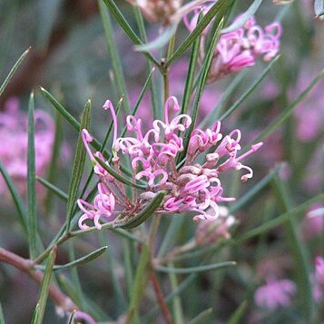 Grevillea gariwerdensis unspecified picture