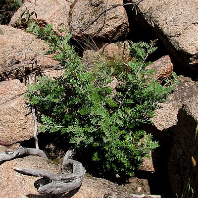 Grevillea willisii unspecified picture