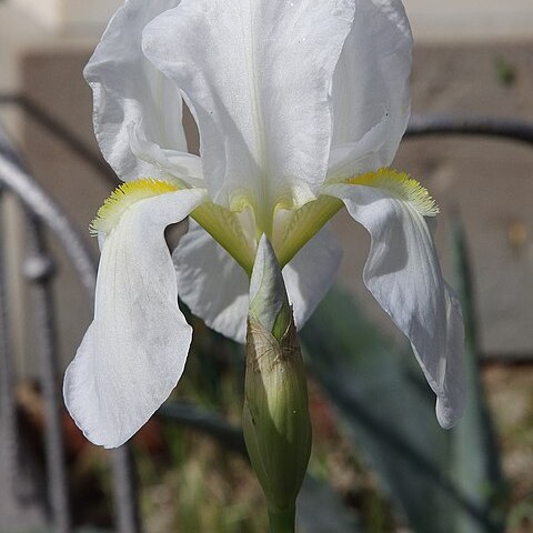 Iris florentina unspecified picture