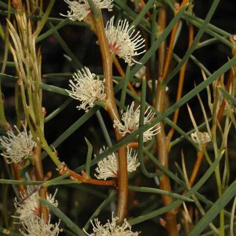 Hakea mitchellii unspecified picture