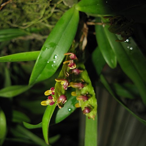 Bulbophyllum falcatum var. velutinum unspecified picture