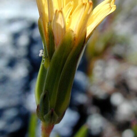 Microseris douglasii unspecified picture