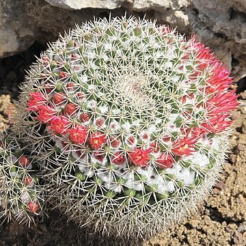 Mammillaria scrippsiana unspecified picture