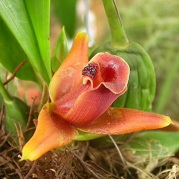 Maxillaria desvauxiana unspecified picture