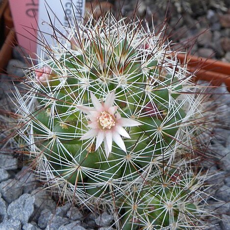 Mammillaria marcosii unspecified picture