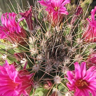 Mammillaria flavicentra unspecified picture