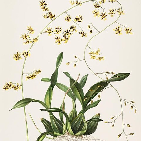 Oncidium wentworthianum unspecified picture