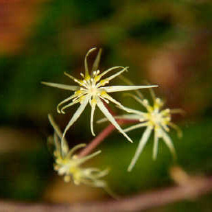 Coptis occidentalis unspecified picture