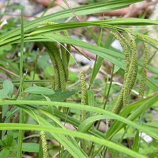 Carex kiotensis unspecified picture