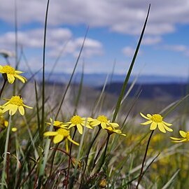 Crocidium unspecified picture