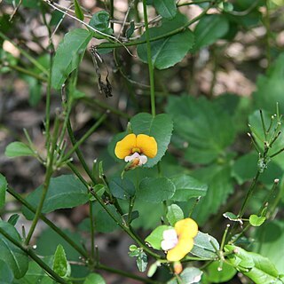 Chorizema ilicifolium unspecified picture