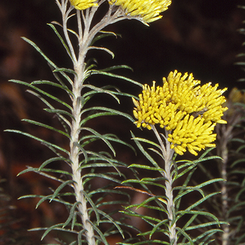 Cassinia cunninghamii unspecified picture