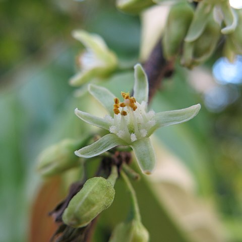 Casearia tachirensis unspecified picture