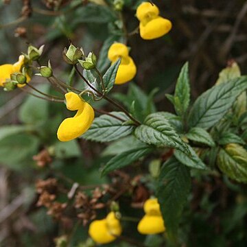 Calceolaria irazuensis unspecified picture