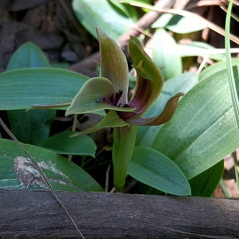 Chiloglottis jeanesii unspecified picture