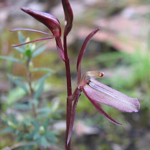 Cyrtostylis reniformis unspecified picture