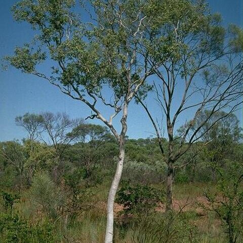 Corymbia gilbertensis unspecified picture