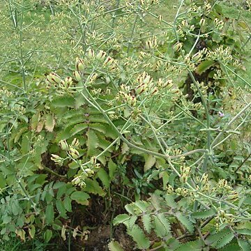 Kalanchoe rubella unspecified picture