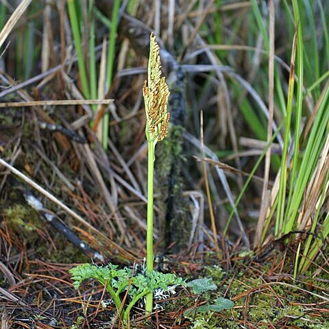 Botrychium multifidum unspecified picture