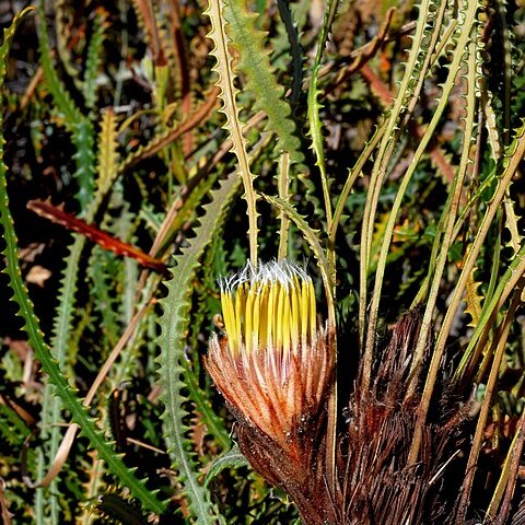 Banksia mimica unspecified picture