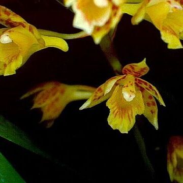 Bifrenaria longicornis unspecified picture