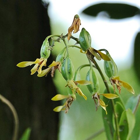 Dendrobium mirbelianum unspecified picture