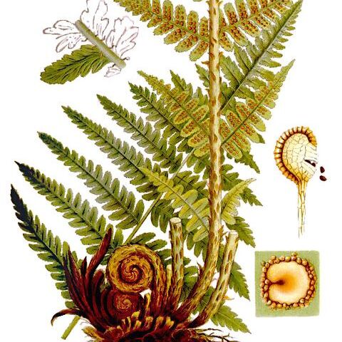 Dryopteris unspecified picture