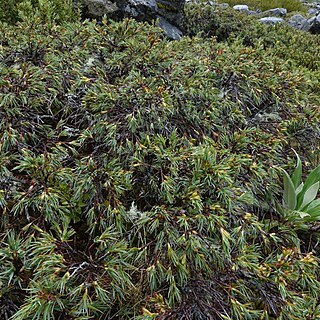 Dracophyllum kirkii unspecified picture