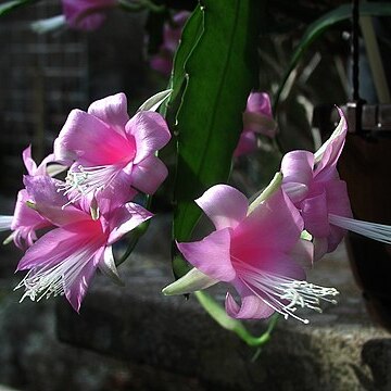 Disocactus nelsonii unspecified picture