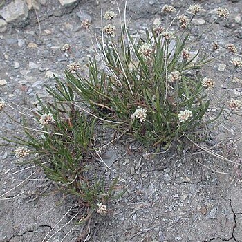 Eriogonum exilifolium unspecified picture