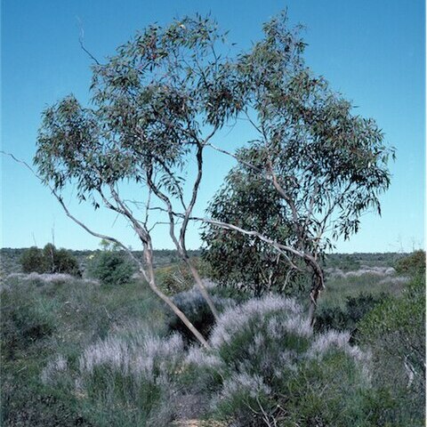 Eucalyptus gittinsii unspecified picture