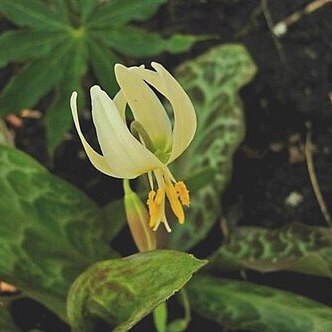 Erythronium citrinum unspecified picture