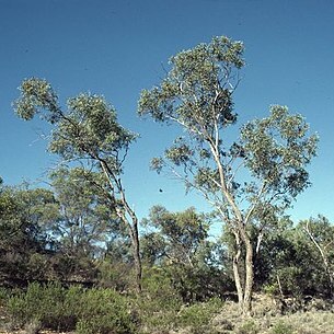 Eucalyptus morrisii unspecified picture