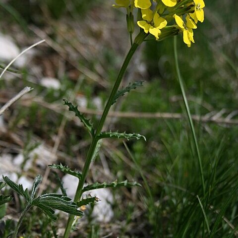 Erysimum carniolicum unspecified picture