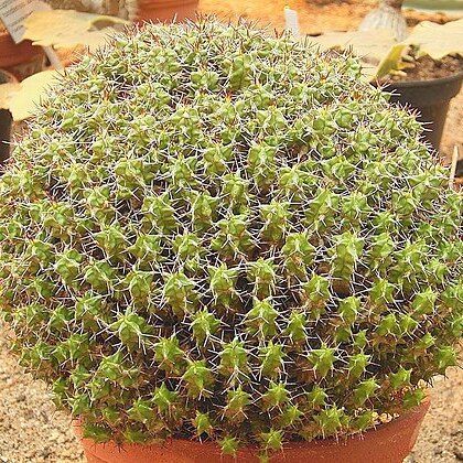 Euphorbia mitriformis unspecified picture