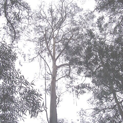 Eucalyptus smithii unspecified picture