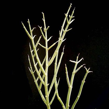 Euphorbia spinea unspecified picture