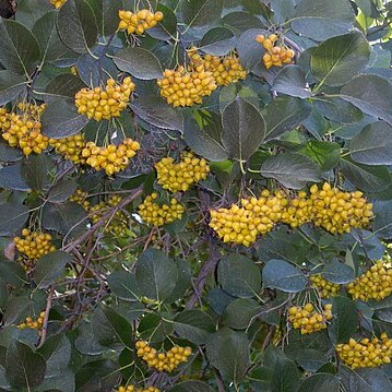 Ehretia dicksonii unspecified picture