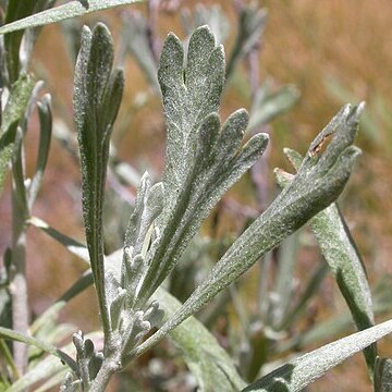 Artemisia rothrockii unspecified picture