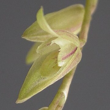 Acianthera gracilis unspecified picture