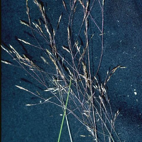 Agrostis idahoensis unspecified picture