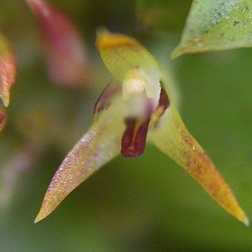 Anathallis imbricata unspecified picture