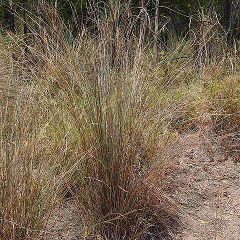 Aristida latifolia unspecified picture